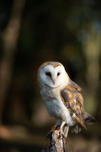 Close-up of owl perching on branch