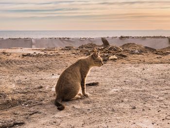 View of cat on land against sky