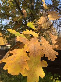 Close-up of maple leaves on tree