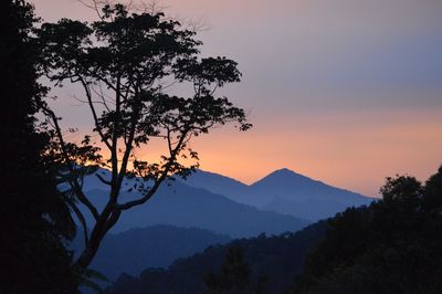 Silhouette trees against mountains during sunset