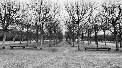 Bare trees on field against sky