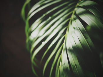 Close-up of fresh green plant