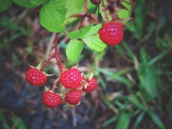 Close-up of strawberries