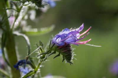 Close-up of purple thistle flower