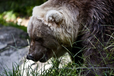 Close-up of gorilla