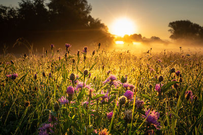 Purple flowering plants on field during sunset