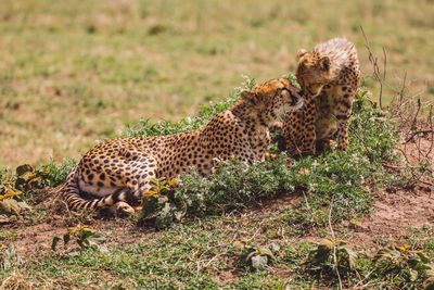 Cheetah on field