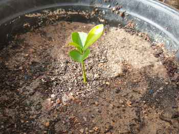 High angle view of small plant growing in mud