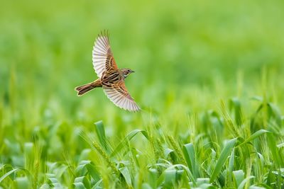 Bird flying over a field