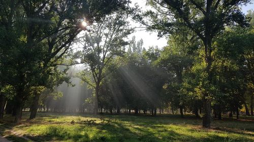 Sunlight streaming through trees in forest