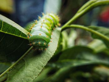 Close-up of insect on plant