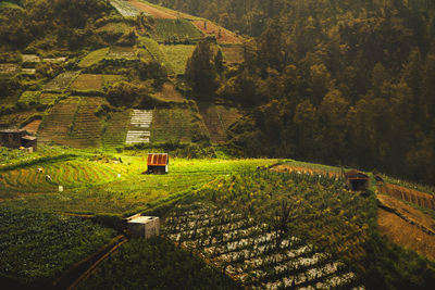 Scenic view of agricultural field