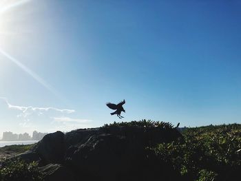 Low angle view of silhouette bird flying against sky