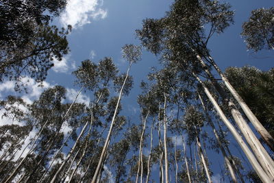 Low angle view of pine trees against sky