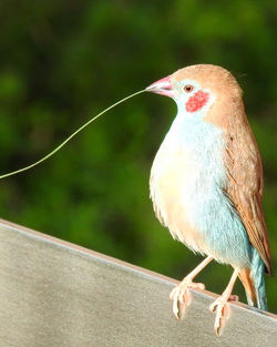 Close-up of bird perching on railing