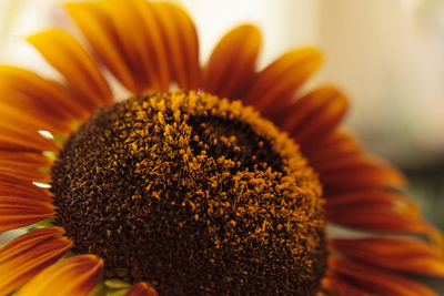 Close-up of flower blooming outdoors