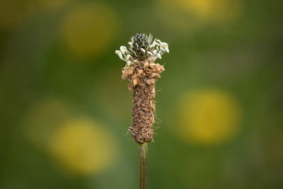 Close-up of wilted flower on field