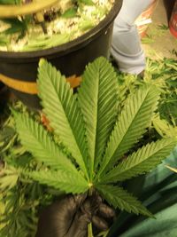 Low section of person on leaves