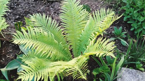 High angle view of fern leaves on field