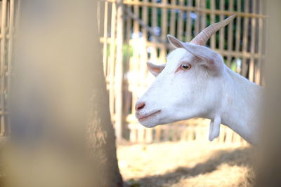 Close-up of a horse