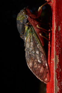 Close-up of insect