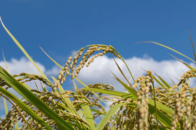 Close-up of plant against clear blue sky