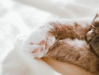 Close-up of cat sleeping