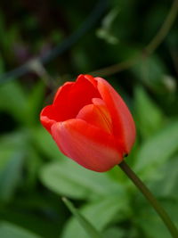 Close-up of red tulip