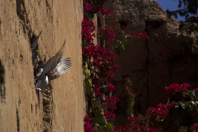 Close-up of birds flying over flower