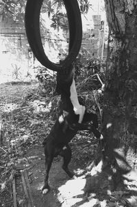 Dog on tree