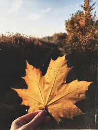 Close-up of hand holding maple leaves