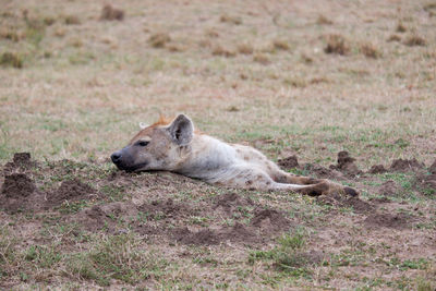 Close-up of fox on field