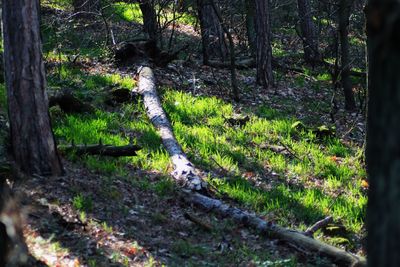 Scenic view of trees growing outdoors