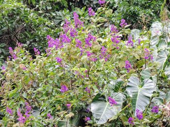 Purple flowers blooming outdoors