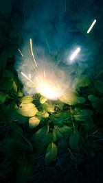 High angle view of illuminated flowering plants during rainy season