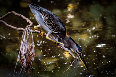 Bird flying over lake