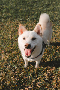 High angle portrait of a dog