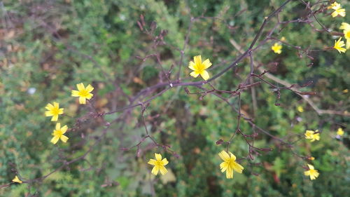 Close-up of yellow flowers blooming outdoors