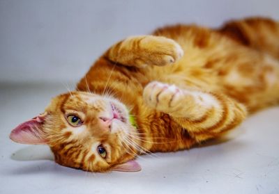 Portrait of cat lying down