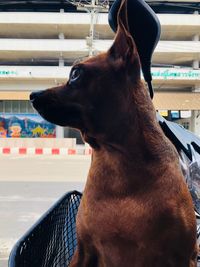 Close-up of dog looking away at home