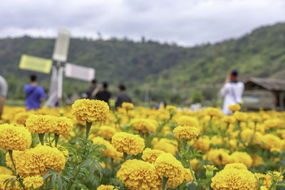 Yellow flowering plants on field