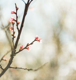Close-up of pink cherry blossoms in spring
