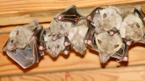 Low angle view of bats on ceiling