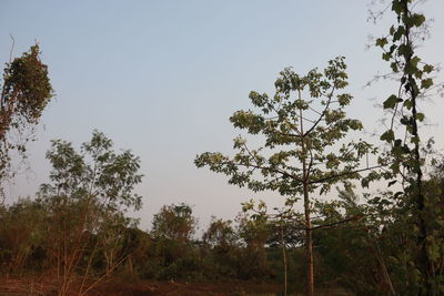 Low angle view of trees on field against sky
