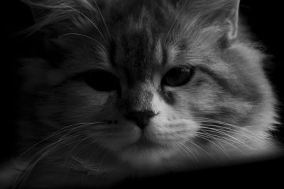 Close-up portrait of a cat