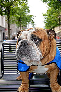 Portrait of dog standing outdoors