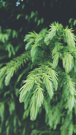 Close-up of pine tree leaves