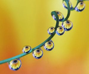 Close-up of water drops on glass against yellow background