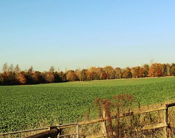 Scenic view of field against clear sky