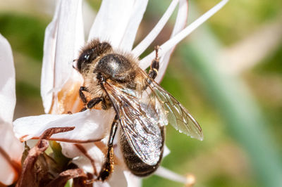 Close-up of bee pollinating on flower